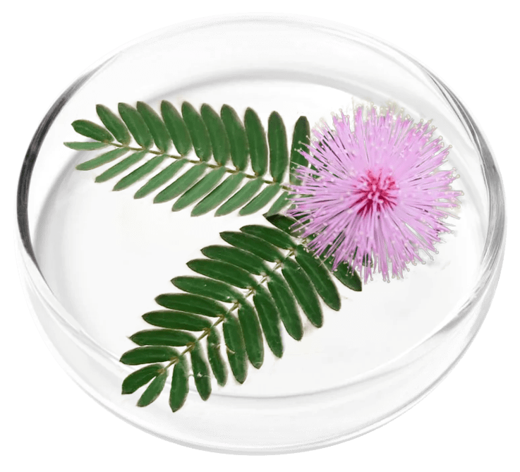 ingredient2 (1).png