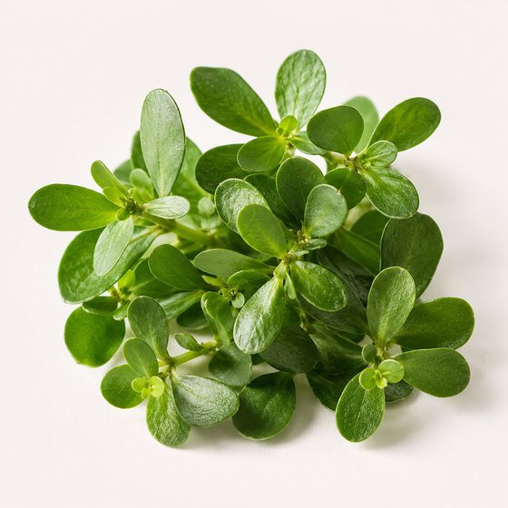 Bacopa Monnieri
