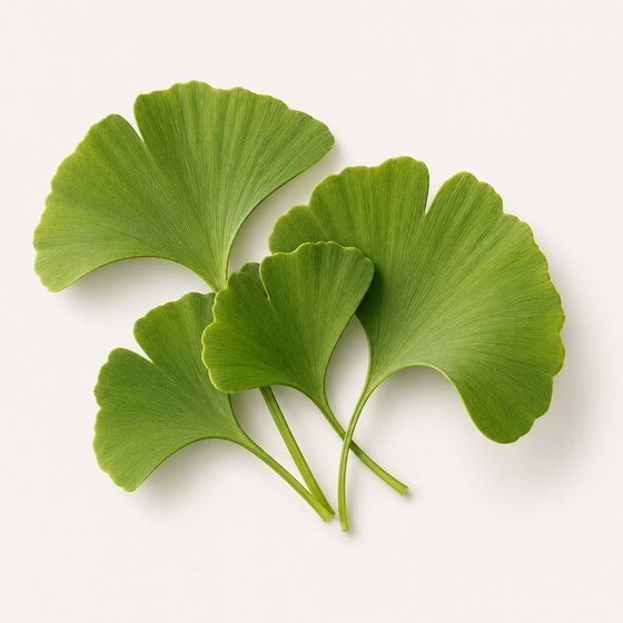 Ginkgo Biloba