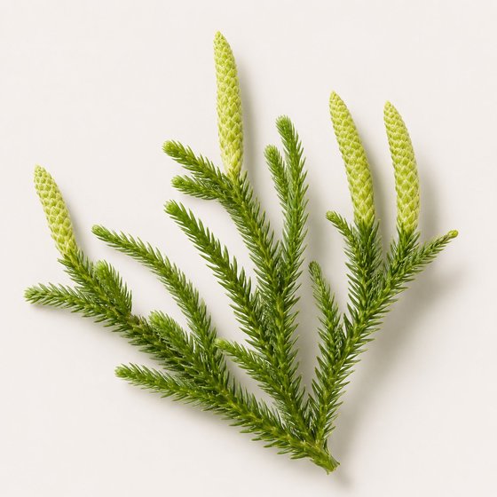 Huperzia serrata clubmoss