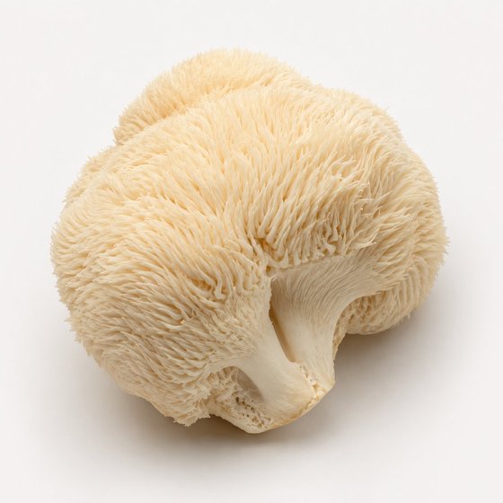 Lion's Mane mushroom