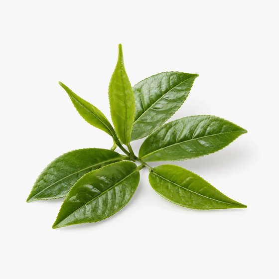 Green tea leaves (L-Theanine)